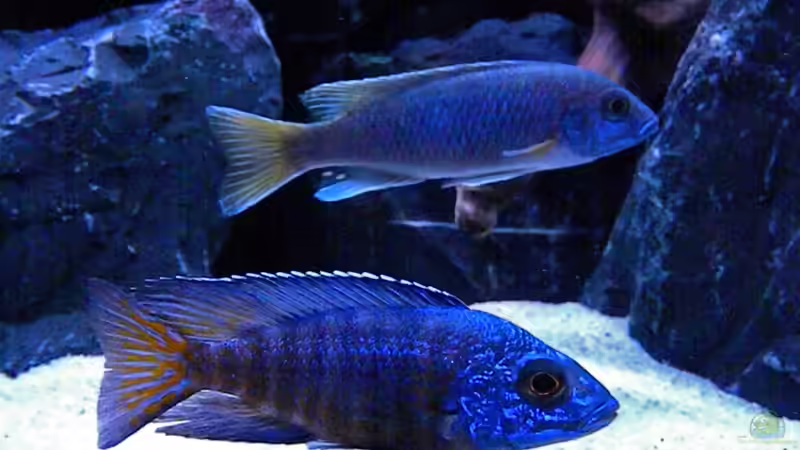 Aulonocara Chilumba von flightsim (192)