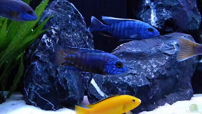 Aulonocara Chilumba von flightsim (193)