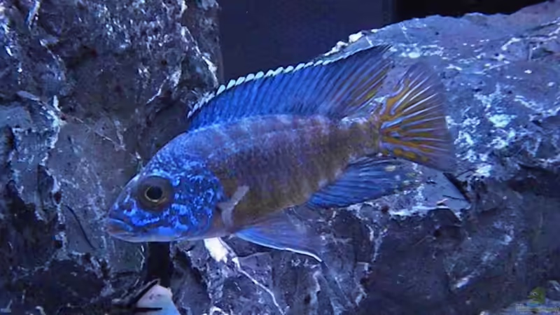 Aulonocara Chilumba von flightsim (65)