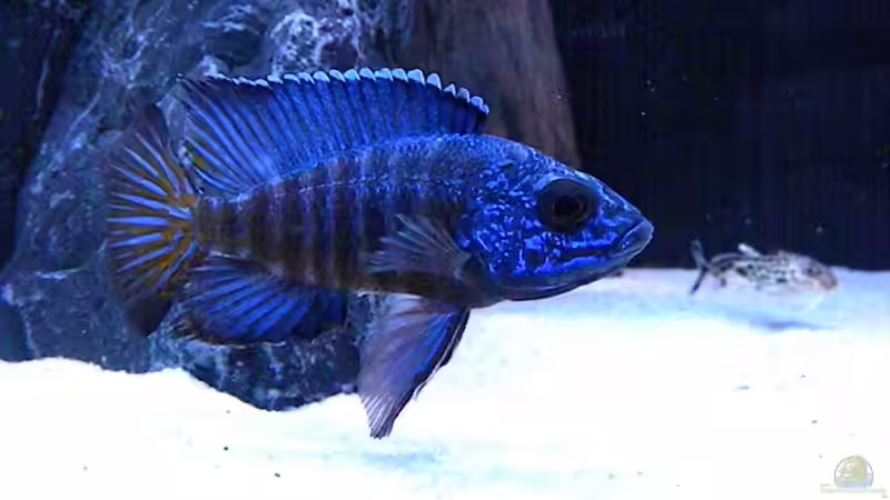 Aulonocara Chilumba von flightsim (74)