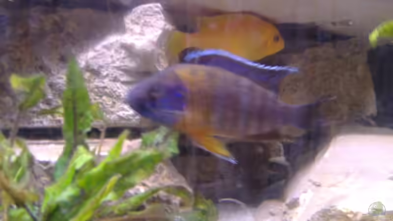 Aulonocara Chilumba von Milatz Darian (24)