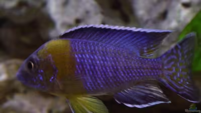 Aulonocara chitimba bay F1 von Limited (19)