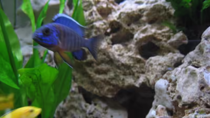 Aulonocara Cobue M von Klaus Hagemann (13)