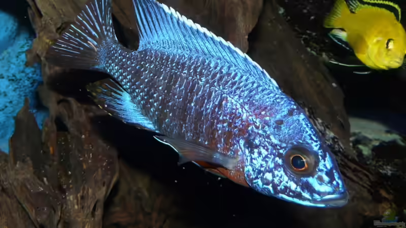 Aulonocara cobue von Andreas Gorr (21)