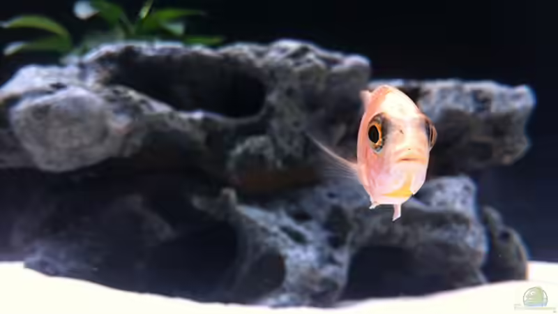 Aulonocara ´Dragon Blood´ Bock von axxo (17)