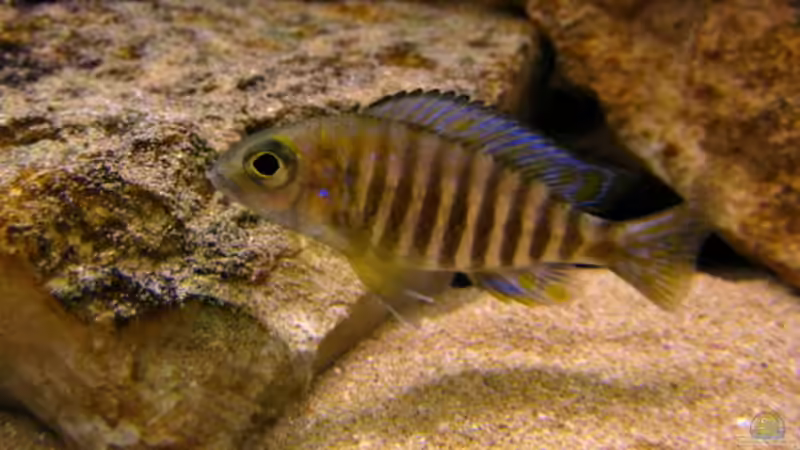 Aulonocara ethelwynnae chitande Island male von Malawigo (42)