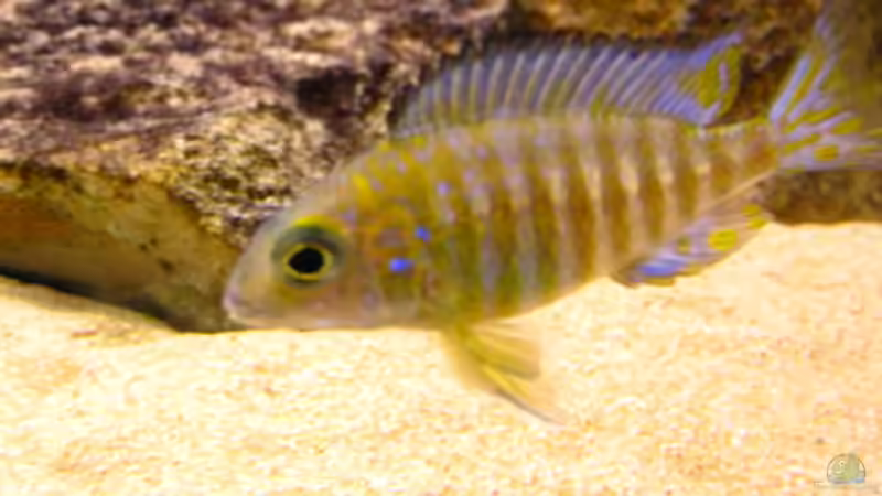 Aulonocara ethelwynnae chitande Island male von Malawigo (46)