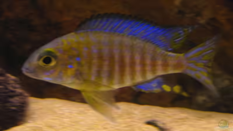 Aulonocara ethelwynnae chitande Island male von Malawigo (50)