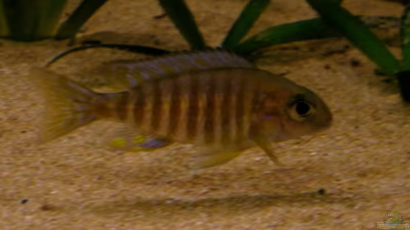 Einrichtungsbeispiele für Aulonocara sp. chitande type north