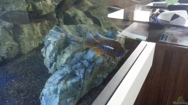 Aulonocara Eureka  von ~MISCHA WILKEN~ (30)