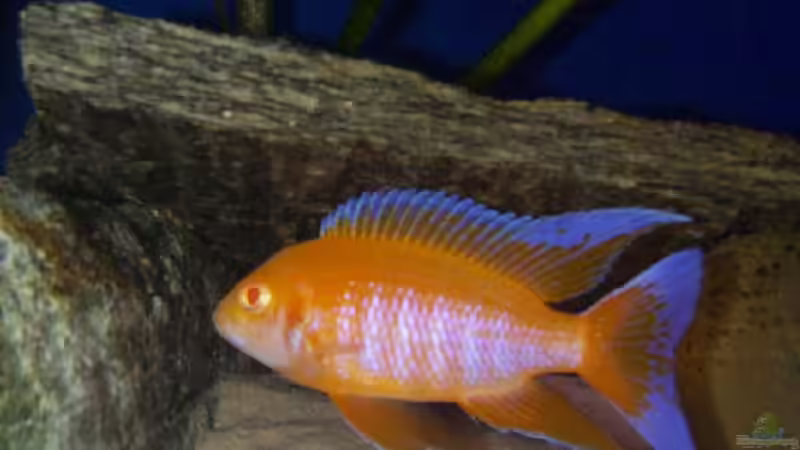 Aulonocara Eureka Albino von Michael Gründl (18)