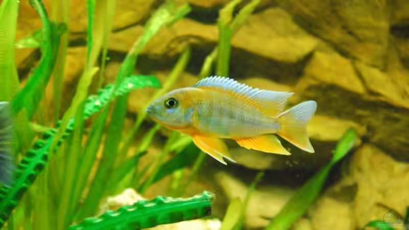 Aulonocara Eureka Red (Männchen) von schwiizerfisch93 (16)