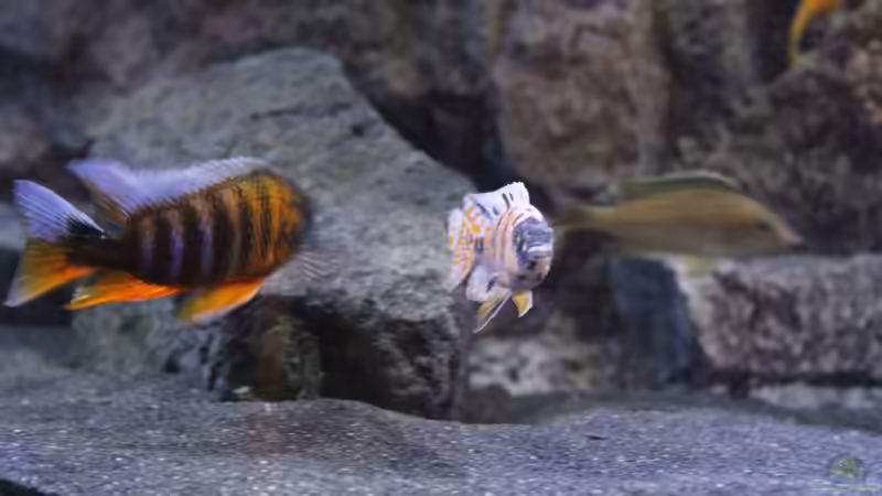 Aulonocara Eureka und Aulonocara marmelade cat von chR576 (40)