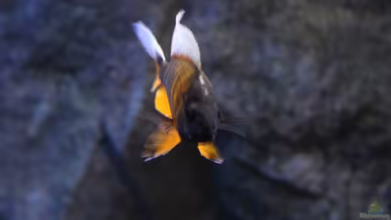 Aulonocara Eureka von chR576 (38)