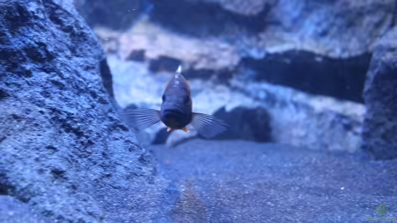 Aulonocara Eureka von chR576 (6)