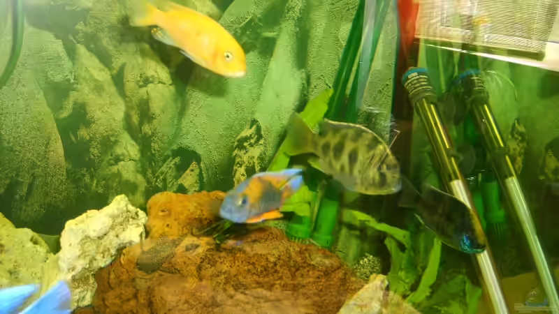 Aulonocara Eureka von Hollywood (18)