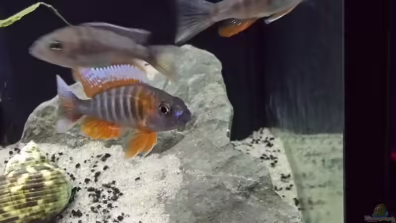 Aulonocara eureka von Kevin Engelsberger (20)