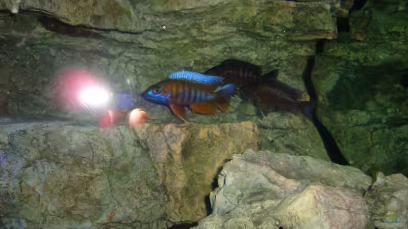 Aulonocara Eureka von ~MISCHA WILKEN~ (39)