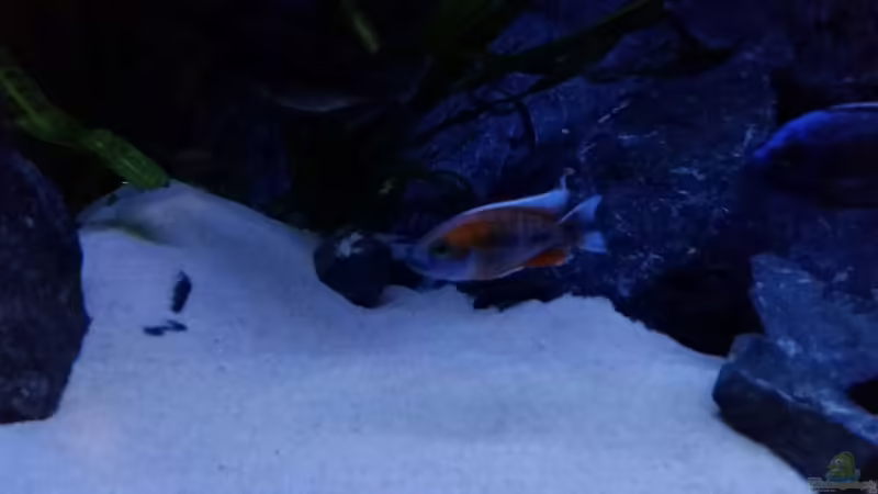 Aulonocara Eureka von redieh (6)