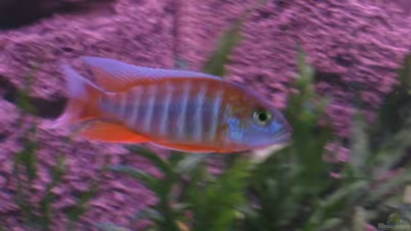 Einrichtungsbeispiele für Aulonocara eureka