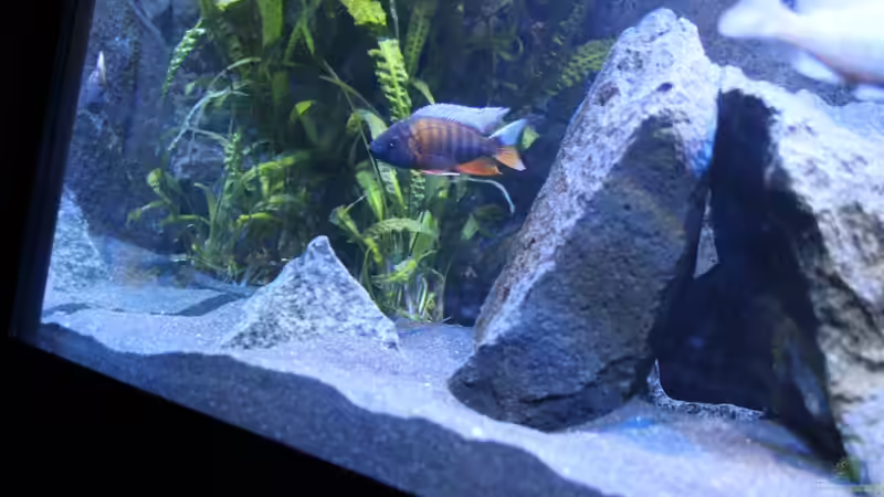 Einrichtungsbeispiele für Aulonocara eureka