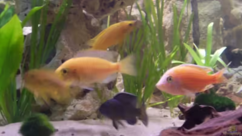 Aulonocara Fire Fisch, erster Tag. von Peters Laden (26)