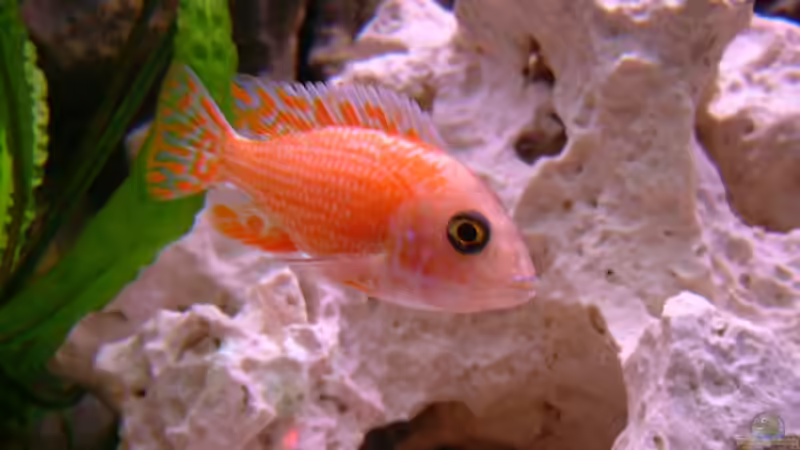 Aulonocara fire fish / Männchen von Oliver Rädel (25)