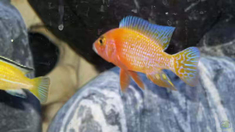 Aulonocara Fire Fish Bock von Frank Wissner (7)