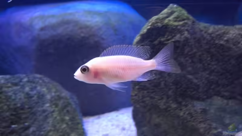 Aulonocara Fire Fish Mädel von Matoba (55)