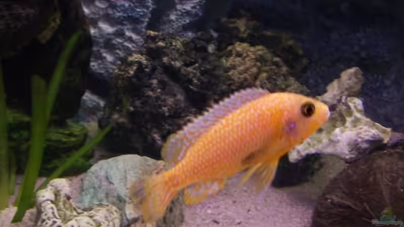 Aulonocara Fire Fish von Dicker Udo (18)