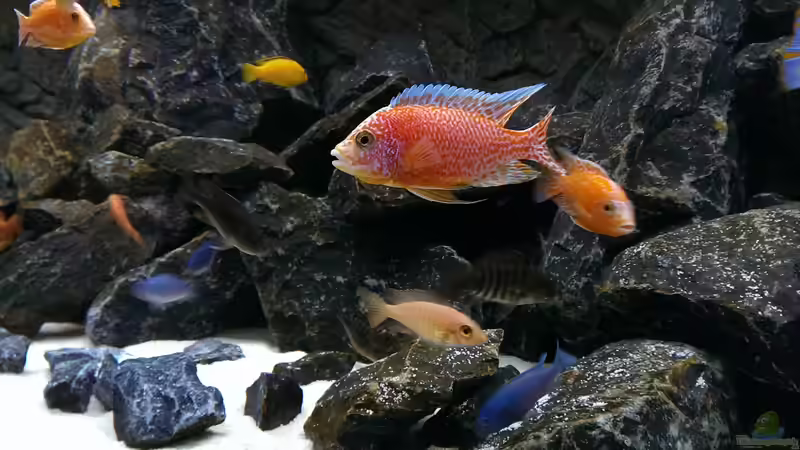 Aulonocara Fire Fish von Malawi91 (21)