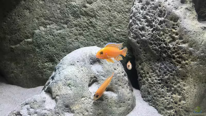 Aulonocara fire fish von Malawihude (11)