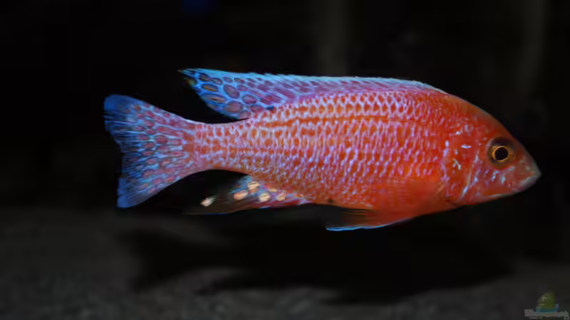 Aulonocara fire-fish von Moda (34)