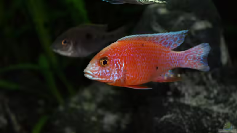 Aulonocara fire-fish von Moda (36)