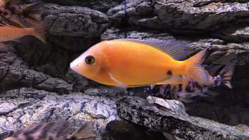 Aulonocara fire fish von Purki (113)