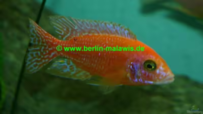 Aulonocara Firefish - Bock von *www.berlin-malawis.de* (2)