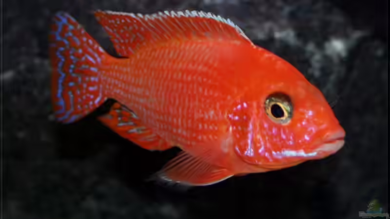 Aulonocara firefish - Männchen von Pütti (28)