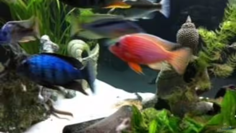 Aulonocara Firefish  von Jennifer Clee (38)