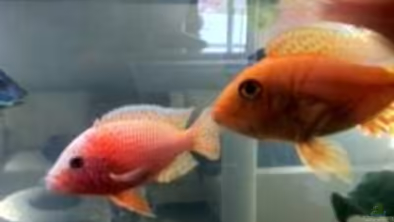 Aulonocara Firefish  von Jennifer Clee (41)