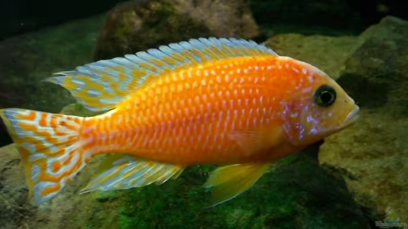 Aulonocara Firefish  von Thomas Dietrich (20)