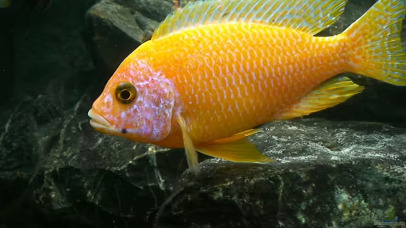 Aulonocara Firefish  von Thomas Dietrich (21)