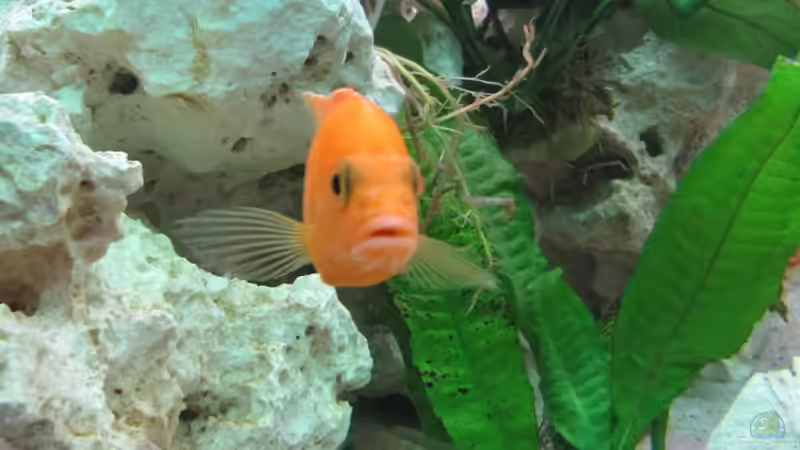 Aulonocara FireFish Männchen von Andreas Novak (12)