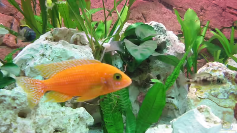 Aulonocara FireFish Männchen von Andreas Novak (13)