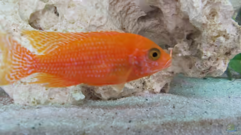 Aulonocara FireFish Männchen von Andreas Novak (15)