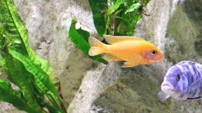 Aulonocara ´firefish´ mit OB-Morphe von Joopde (28)