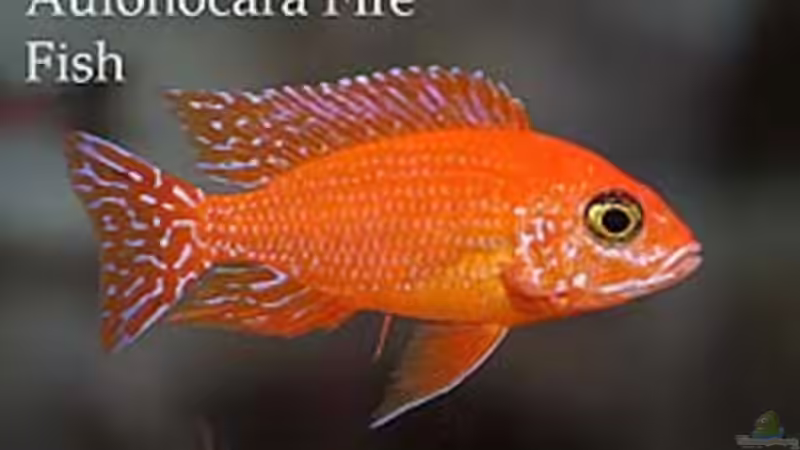 Aulonocara FireFish von Andreas Sperk (13)