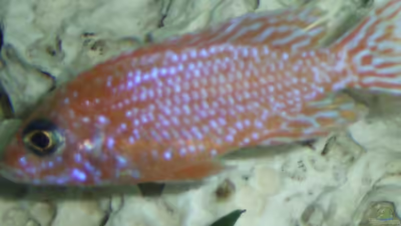 Aulonocara Firefish von Dominik Geissert (5)