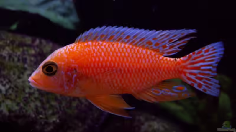 Aulonocara Firefish von wede1980 (8)