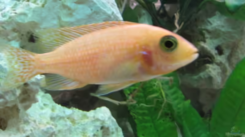 Aulonocara FireFish Weibchen von Andreas Novak (14)