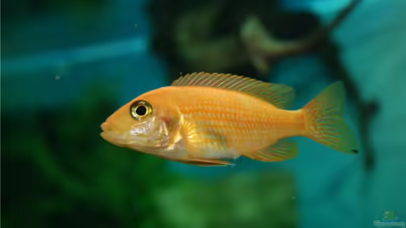 Aulonocara Firefish Weibchen von M3z (15)